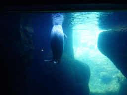 Harbor Seal under water at the Vriesland building at the Antwerp Zoo