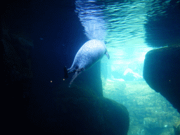 Harbor Seal under water at the Vriesland building at the Antwerp Zoo