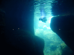 Harbor Seal under water at the Vriesland building at the Antwerp Zoo