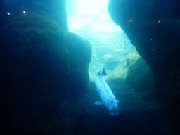 Harbor Seal under water at the Vriesland building at the Antwerp Zoo