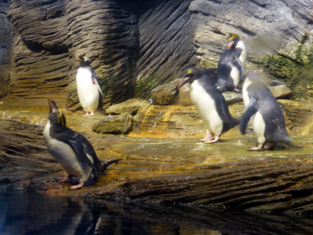 Macaroni Penguins at the Vriesland building at the Antwerp Zoo