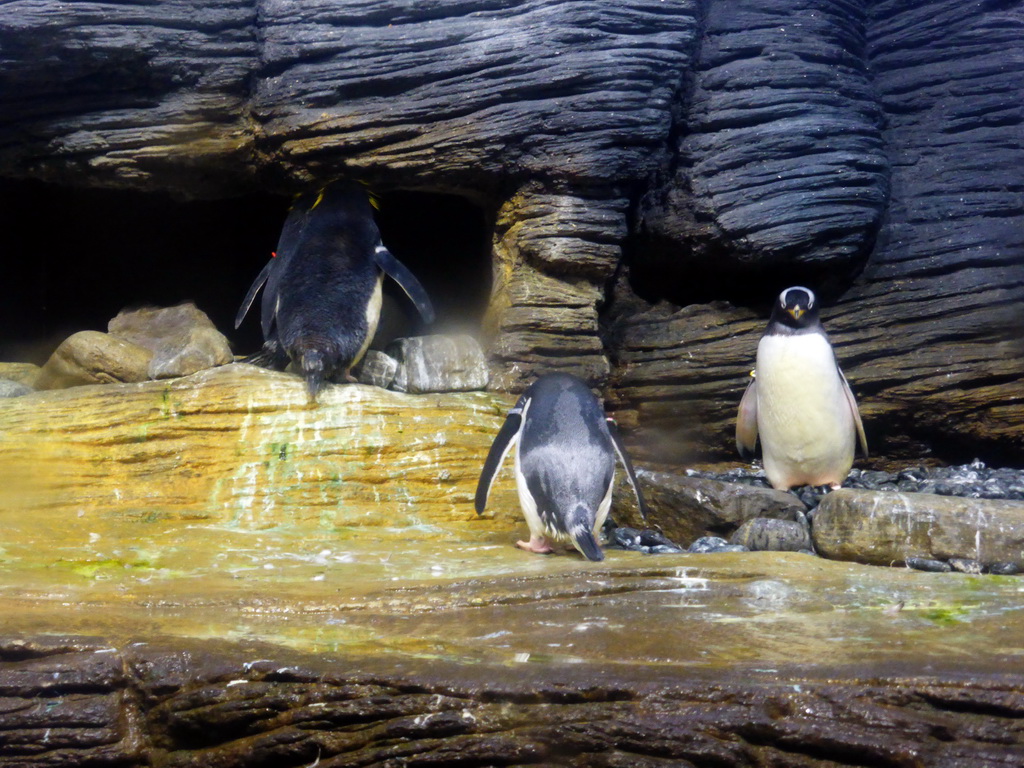 Macaroni Penguins and Gentoo Penguins at the Vriesland building at the Antwerp Zoo