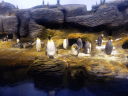 King Penguins at the Vriesland building at the Antwerp Zoo