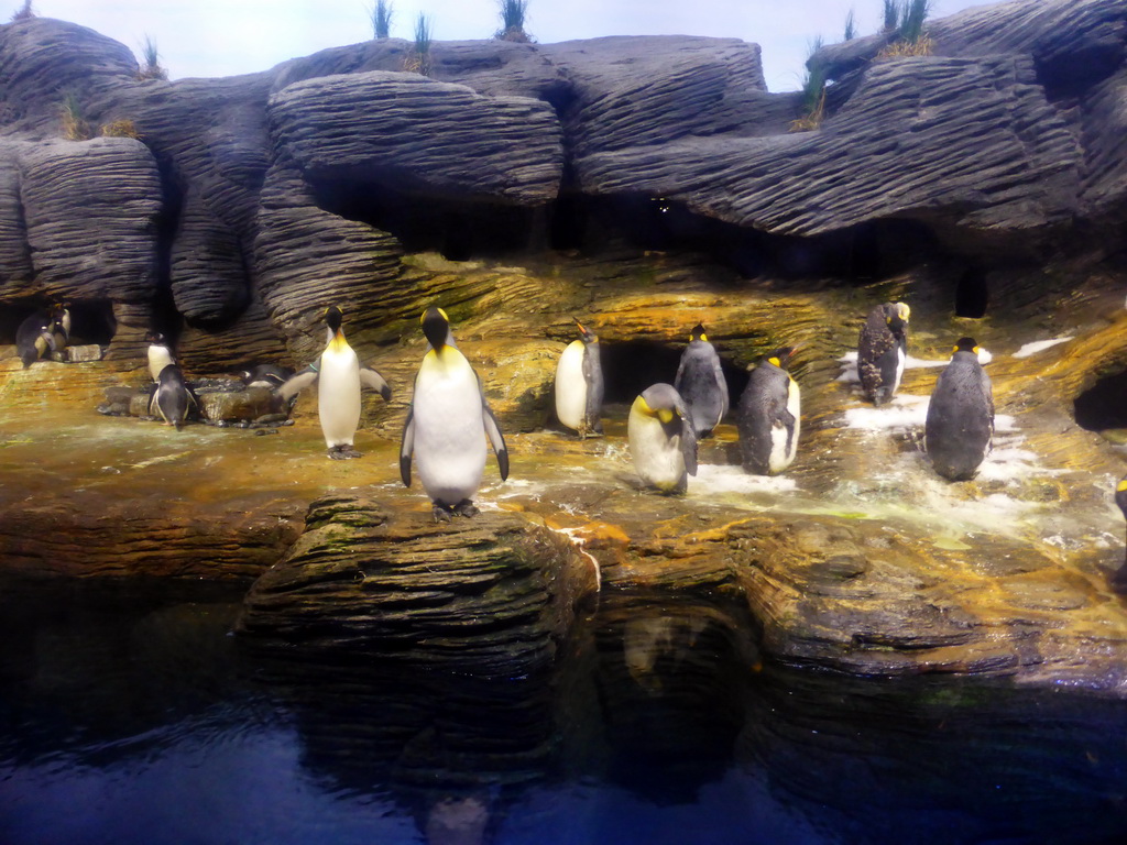 King Penguins at the Vriesland building at the Antwerp Zoo