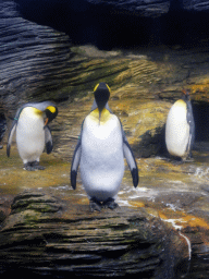 King Penguins at the Vriesland building at the Antwerp Zoo