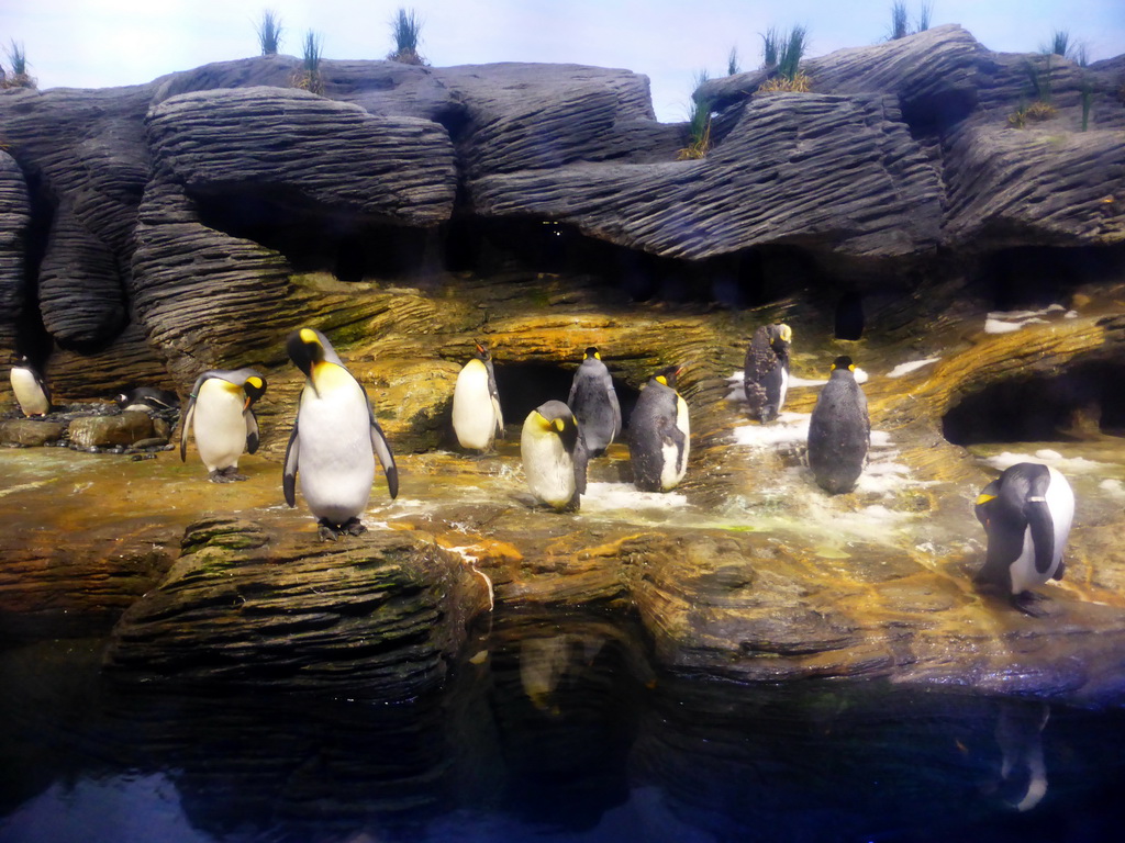 King Penguins at the Vriesland building at the Antwerp Zoo