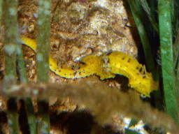 Sea horse at the Aquarium of the Antwerp Zoo