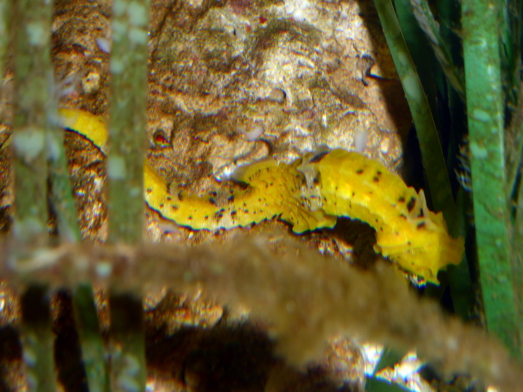 Sea horse at the Aquarium of the Antwerp Zoo