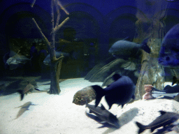 Fish at the Aquarium of the Antwerp Zoo