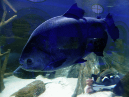 Fish at the Aquarium of the Antwerp Zoo