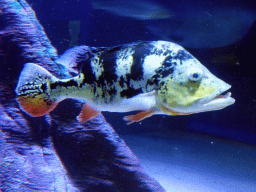 Fish at the Aquarium of the Antwerp Zoo