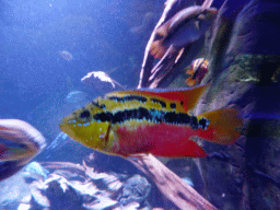 Fish at the Aquarium of the Antwerp Zoo