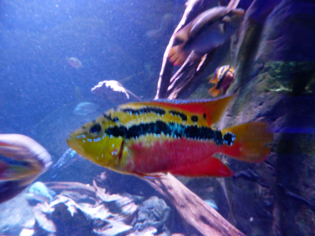 Fish at the Aquarium of the Antwerp Zoo