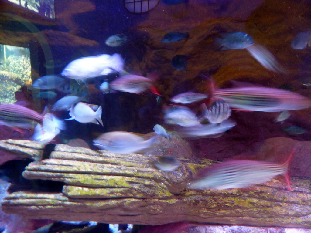 Fish at the Aquarium of the Antwerp Zoo