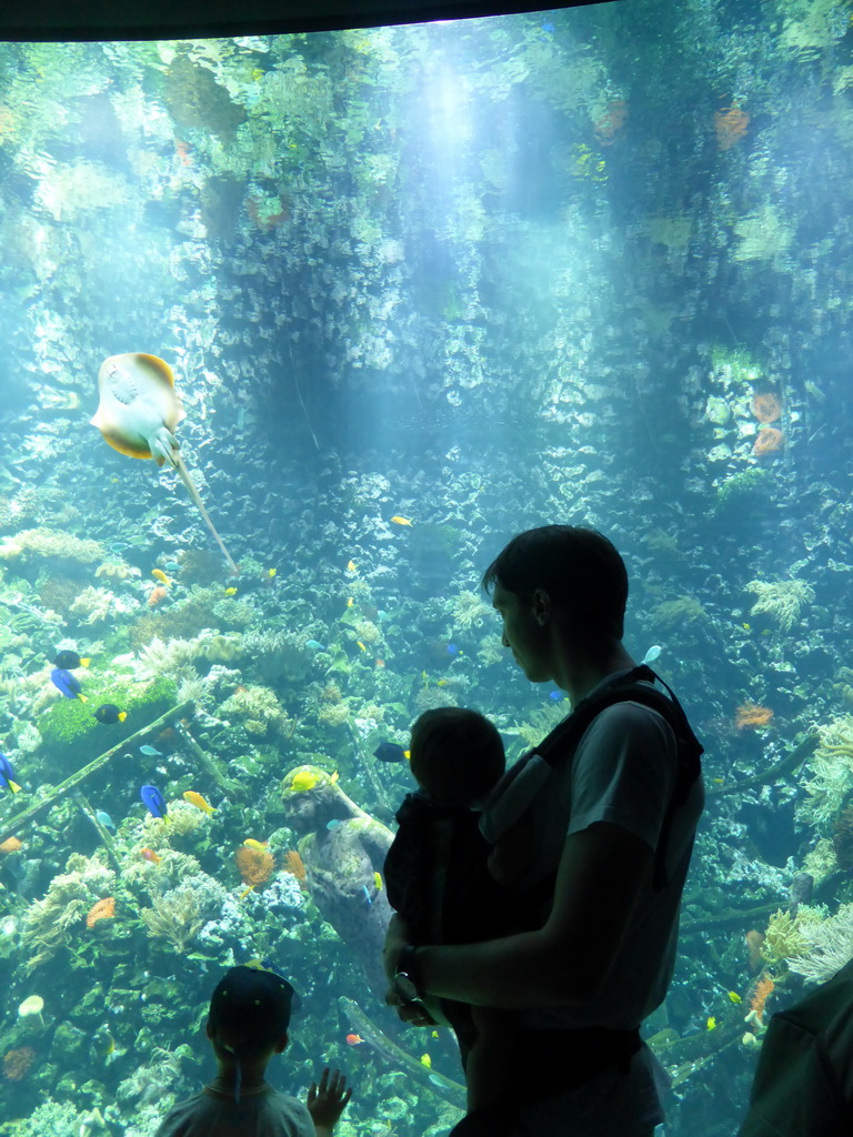Tim and Max with fish, a stingray and coral at the Aquarium of the Antwerp Zoo