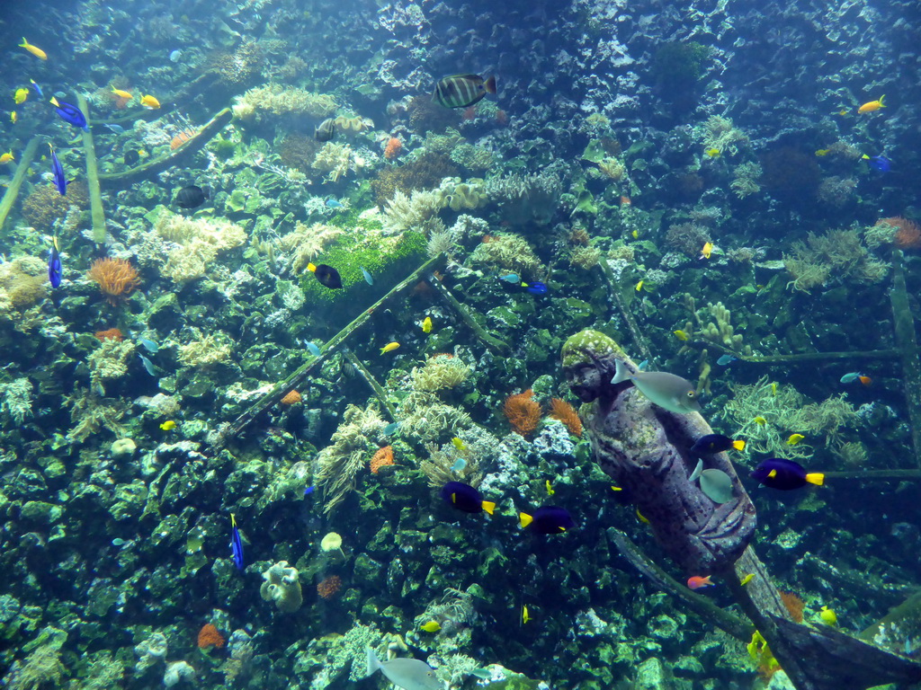 Fish, coral and a ship wreck at the Reef Aquarium at the Aquarium of the Antwerp Zoo