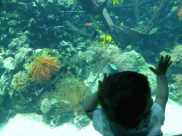 Max with fish, coral and a ship wreck at the Reef Aquarium at the Aquarium of the Antwerp Zoo