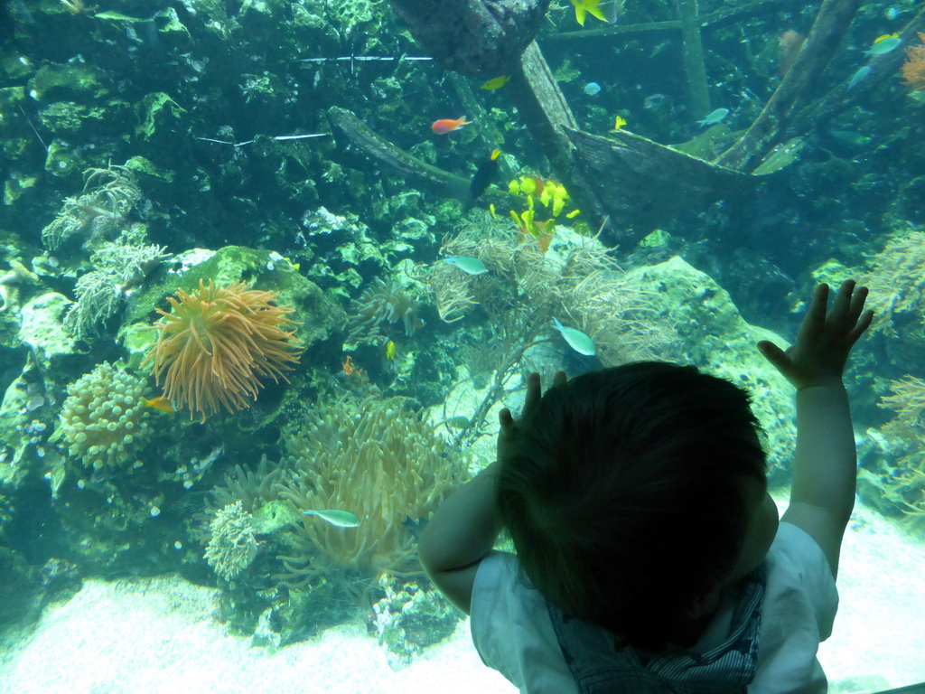 Max with fish, coral and a ship wreck at the Reef Aquarium at the Aquarium of the Antwerp Zoo