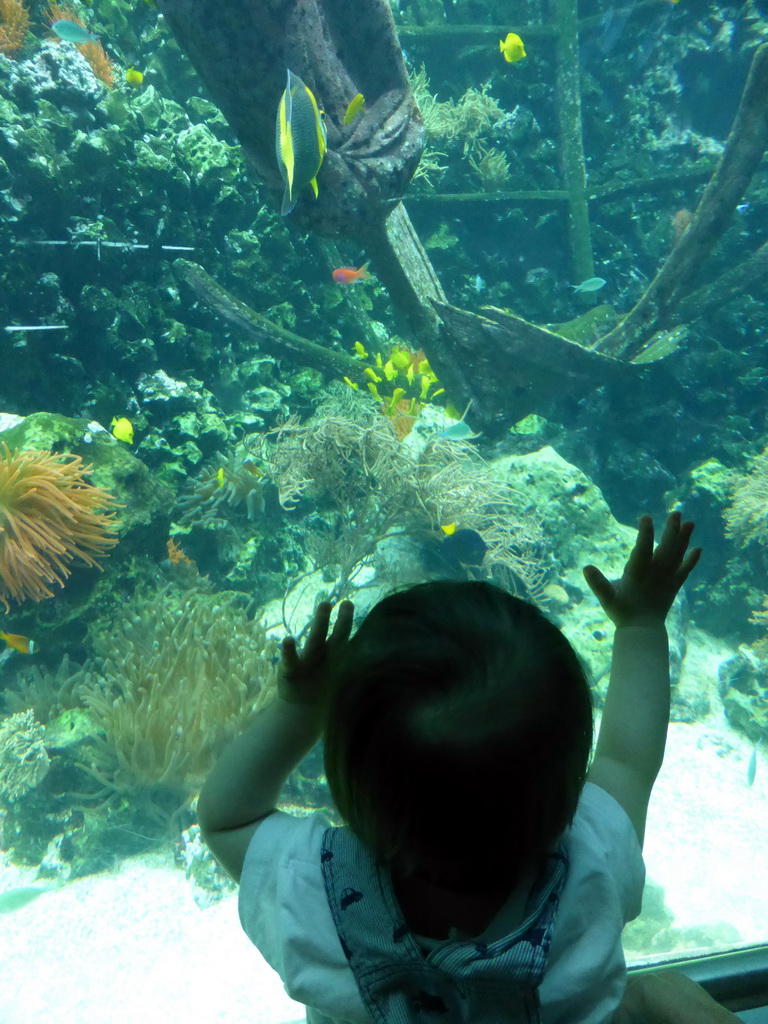 Max with fish, coral and a ship wreck at the Reef Aquarium at the Aquarium of the Antwerp Zoo