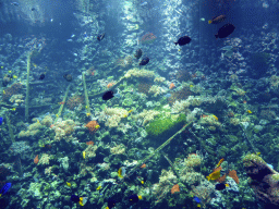 Fish, coral and a ship wreck at the Reef Aquarium at the Aquarium of the Antwerp Zoo