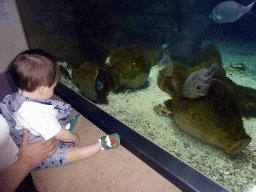 Max with Moray Eels and fish at the Aquarium of the Antwerp Zoo