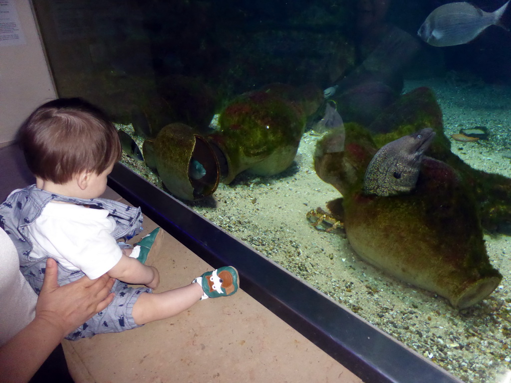 Max with Moray Eels and fish at the Aquarium of the Antwerp Zoo