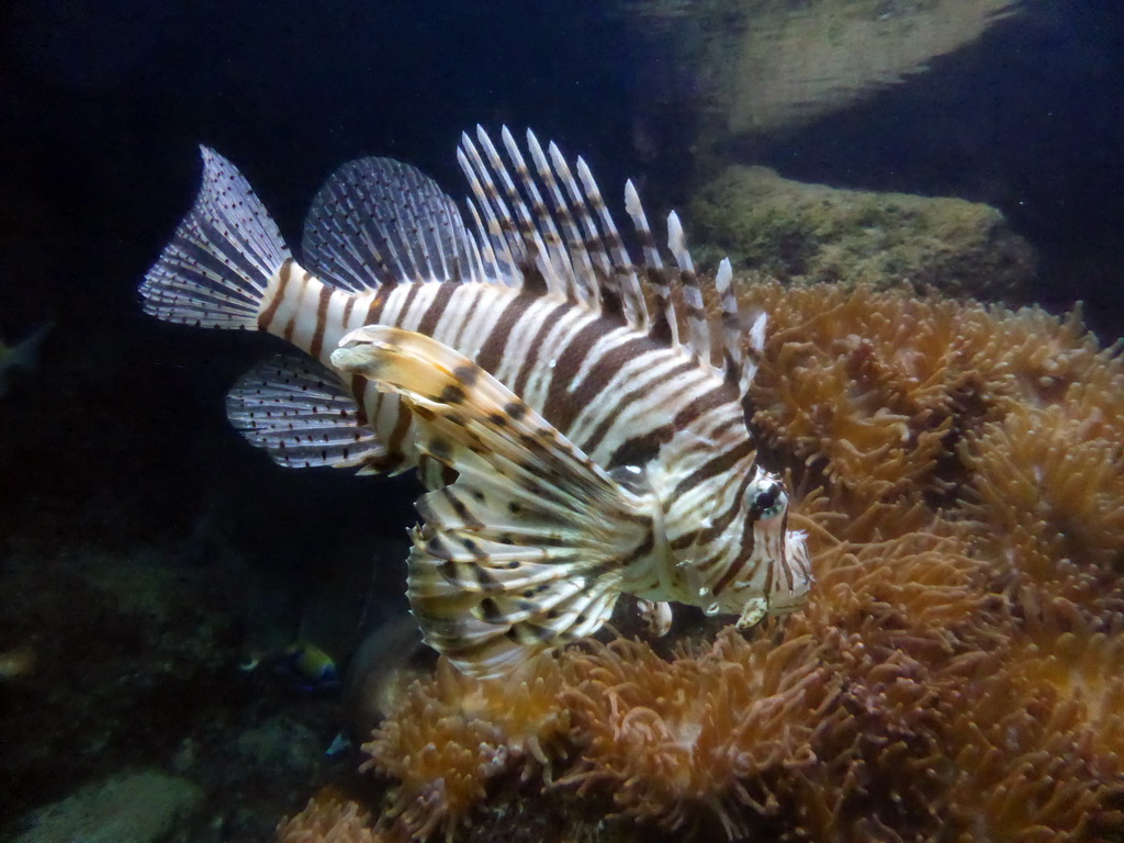 Lionfish at the Aquarium of the Antwerp Zoo