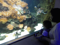 Miaomiao and Max with Lionfish, other fish and coral at the Aquarium of the Antwerp Zoo