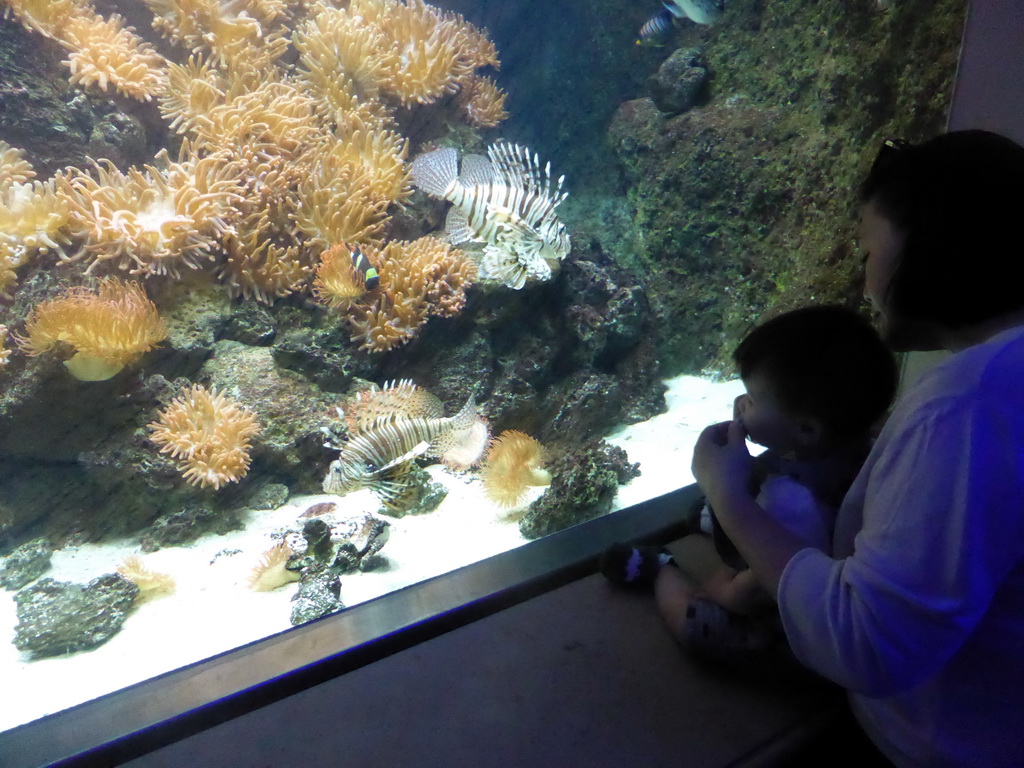 Miaomiao and Max with Lionfish, other fish and coral at the Aquarium of the Antwerp Zoo