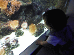 Max with Lionfish, other fish and coral at the Aquarium of the Antwerp Zoo