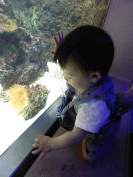 Max with Lionfish and coral at the Aquarium of the Antwerp Zoo