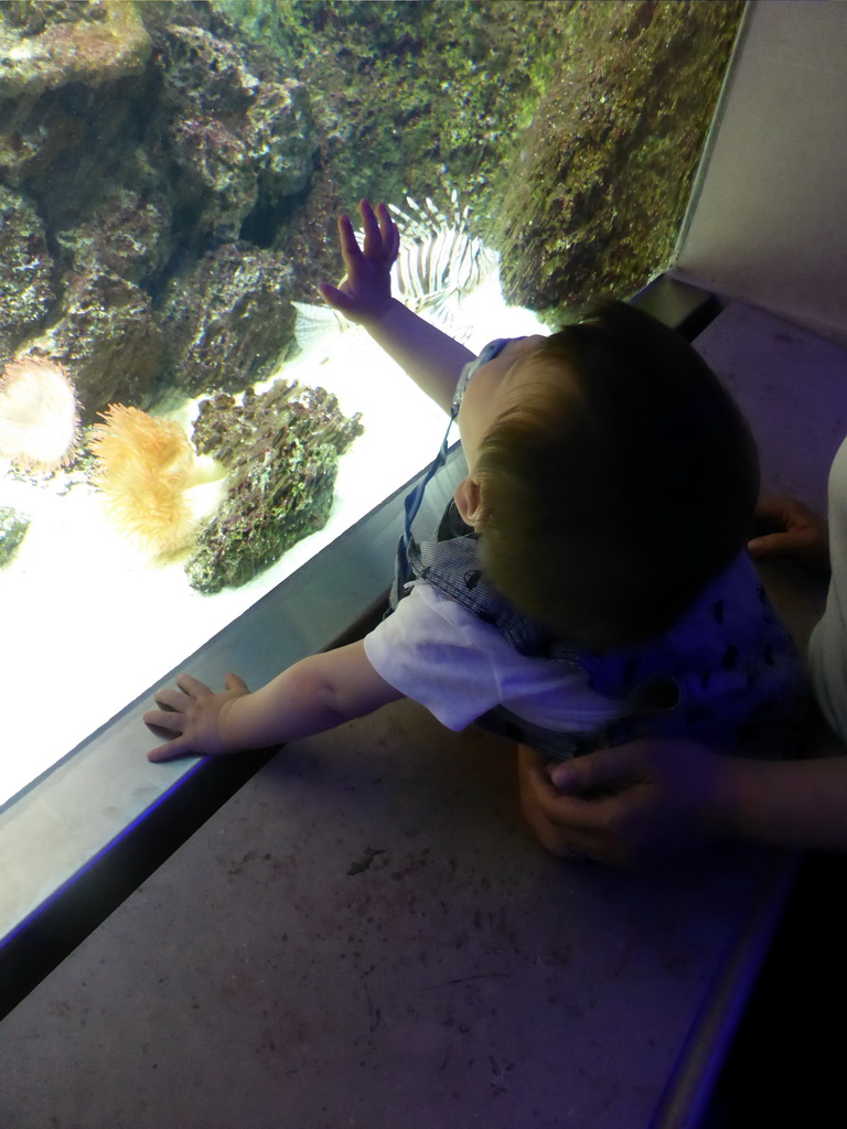 Max with Lionfish and coral at the Aquarium of the Antwerp Zoo