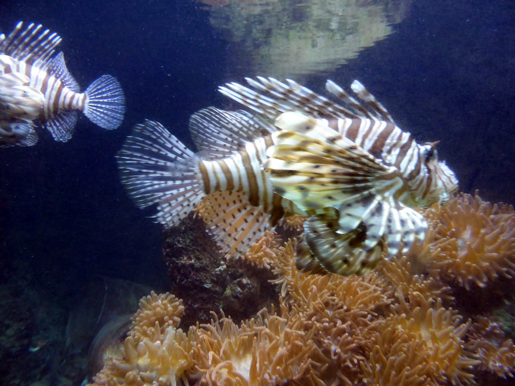 Lionfish at the Aquarium of the Antwerp Zoo