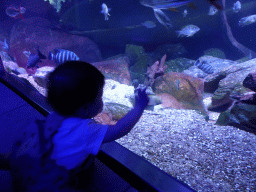 Max with fish at the Aquarium of the Antwerp Zoo