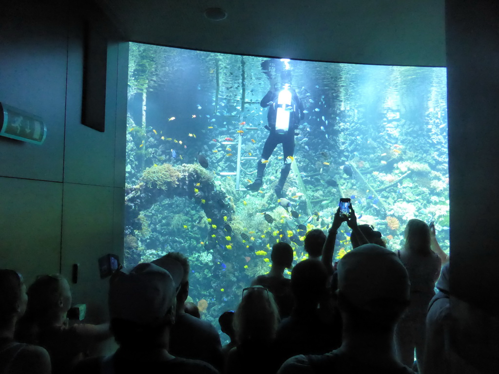 Diver, fish and coral at the Reef Aquarium at the Aquarium of the Antwerp Zoo