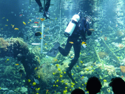 Divers, fish and coral at the Reef Aquarium at the Aquarium of the Antwerp Zoo