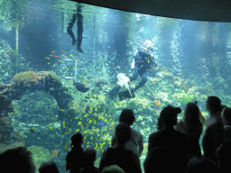 Divers, stingray, fish and coral at the Reef Aquarium at the Aquarium of the Antwerp Zoo