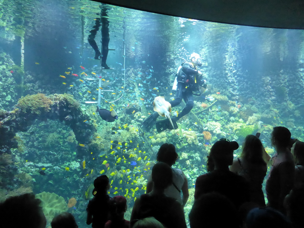 Divers, stingray, fish and coral at the Reef Aquarium at the Aquarium of the Antwerp Zoo