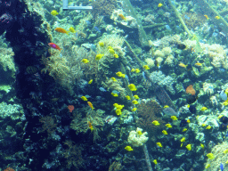 Fish and coral at the Reef Aquarium at the Aquarium of the Antwerp Zoo