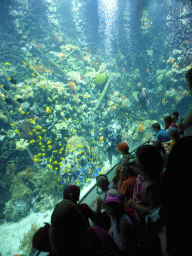 Fish, coral and a ship wreck at the Reef Aquarium at the Aquarium of the Antwerp Zoo