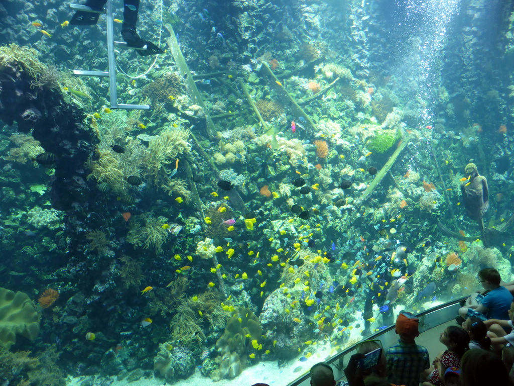 Diver, fish, coral and a ship wreck at the Reef Aquarium at the Aquarium of the Antwerp Zoo