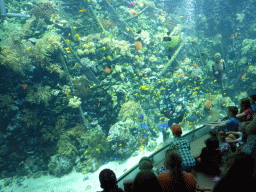 Fish, coral and a ship wreck at the Reef Aquarium at the Aquarium of the Antwerp Zoo