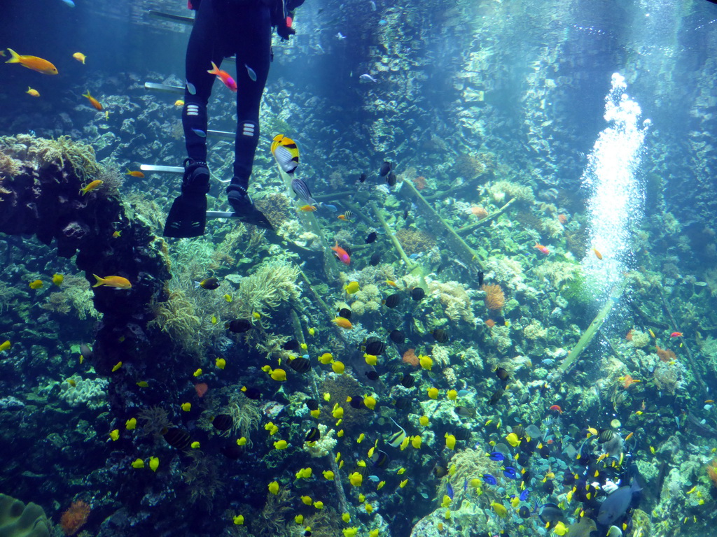 Diver, fish and coral at the Reef Aquarium at the Aquarium of the Antwerp Zoo