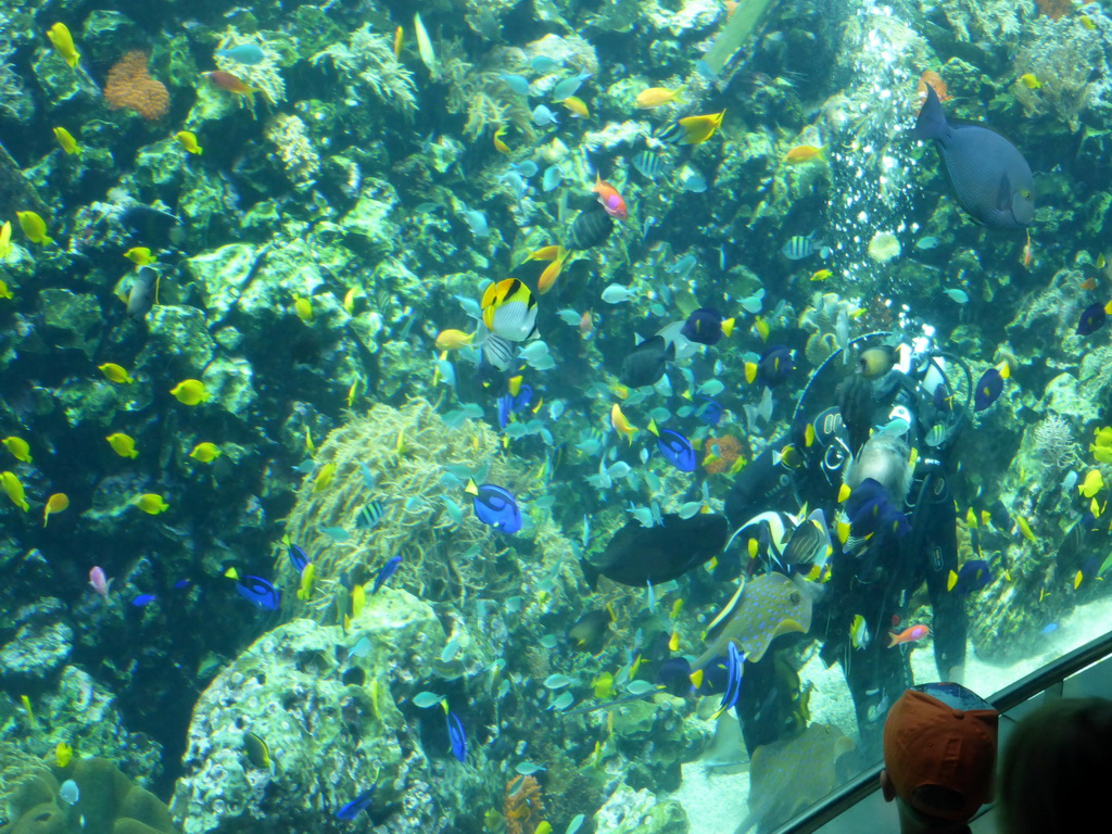 Diver feeding the fish and coral at the Reef Aquarium at the Aquarium of the Antwerp Zoo