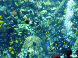 Diver feeding the fish and coral at the Reef Aquarium at the Aquarium of the Antwerp Zoo