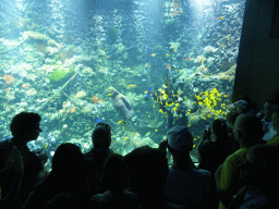 Diver feeding the fish, coral and a ship wreck at the Reef Aquarium at the Aquarium of the Antwerp Zoo