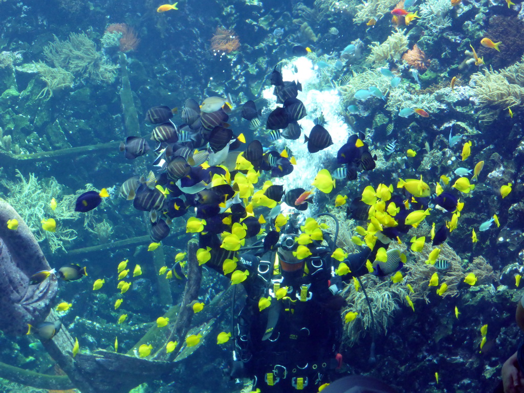 Diver feeding the fish, coral and a ship wreck at the Reef Aquarium at the Aquarium of the Antwerp Zoo