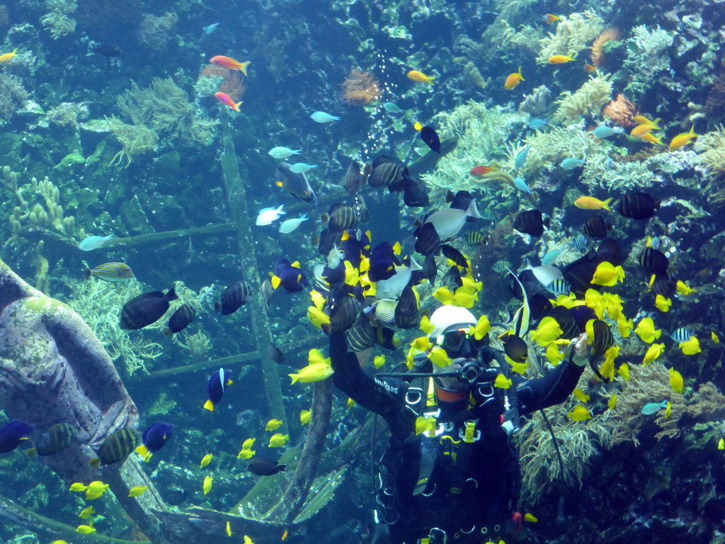 Diver feeding the fish, coral and a ship wreck at the Reef Aquarium at the Aquarium of the Antwerp Zoo