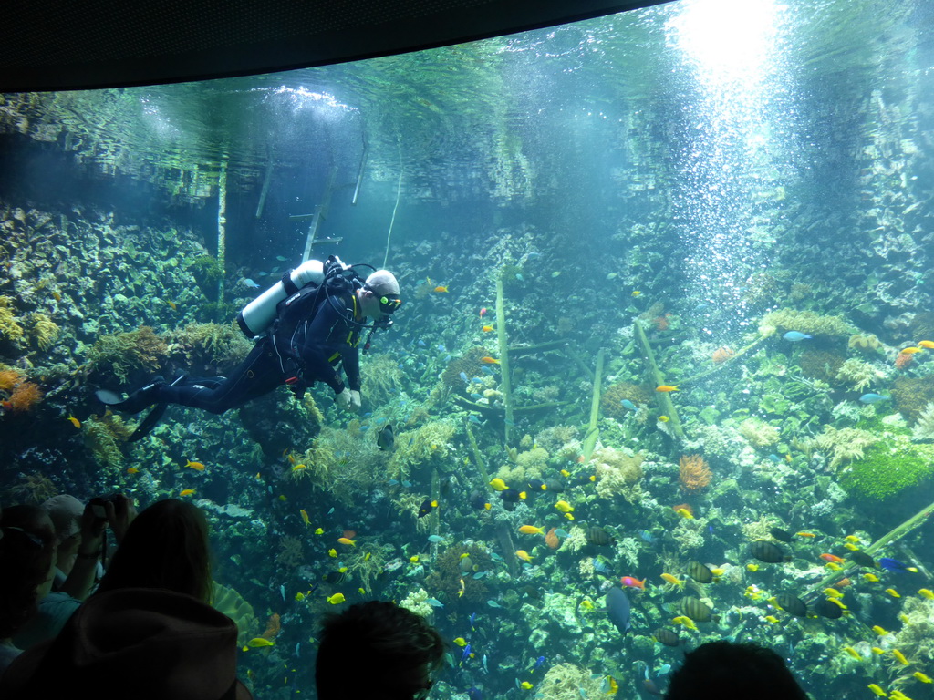 Diver, fish, coral and a ship wreck at the Reef Aquarium at the Aquarium of the Antwerp Zoo