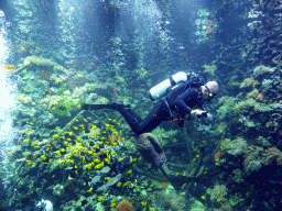 Diver, fish, coral and a ship wreck at the Reef Aquarium at the Aquarium of the Antwerp Zoo